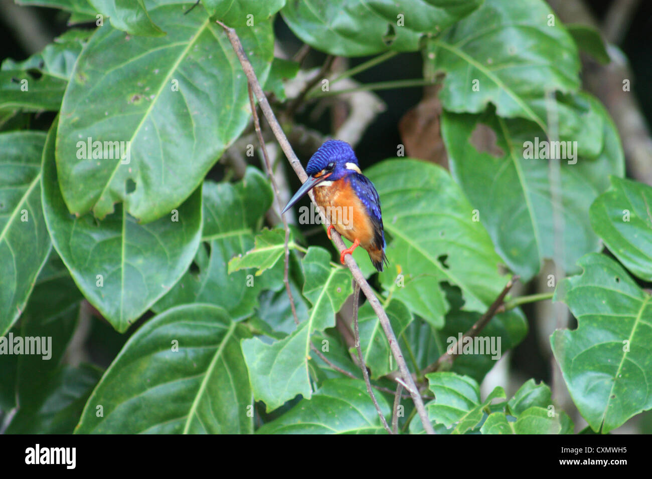 Blauer Eared Kingfisher Stockfoto