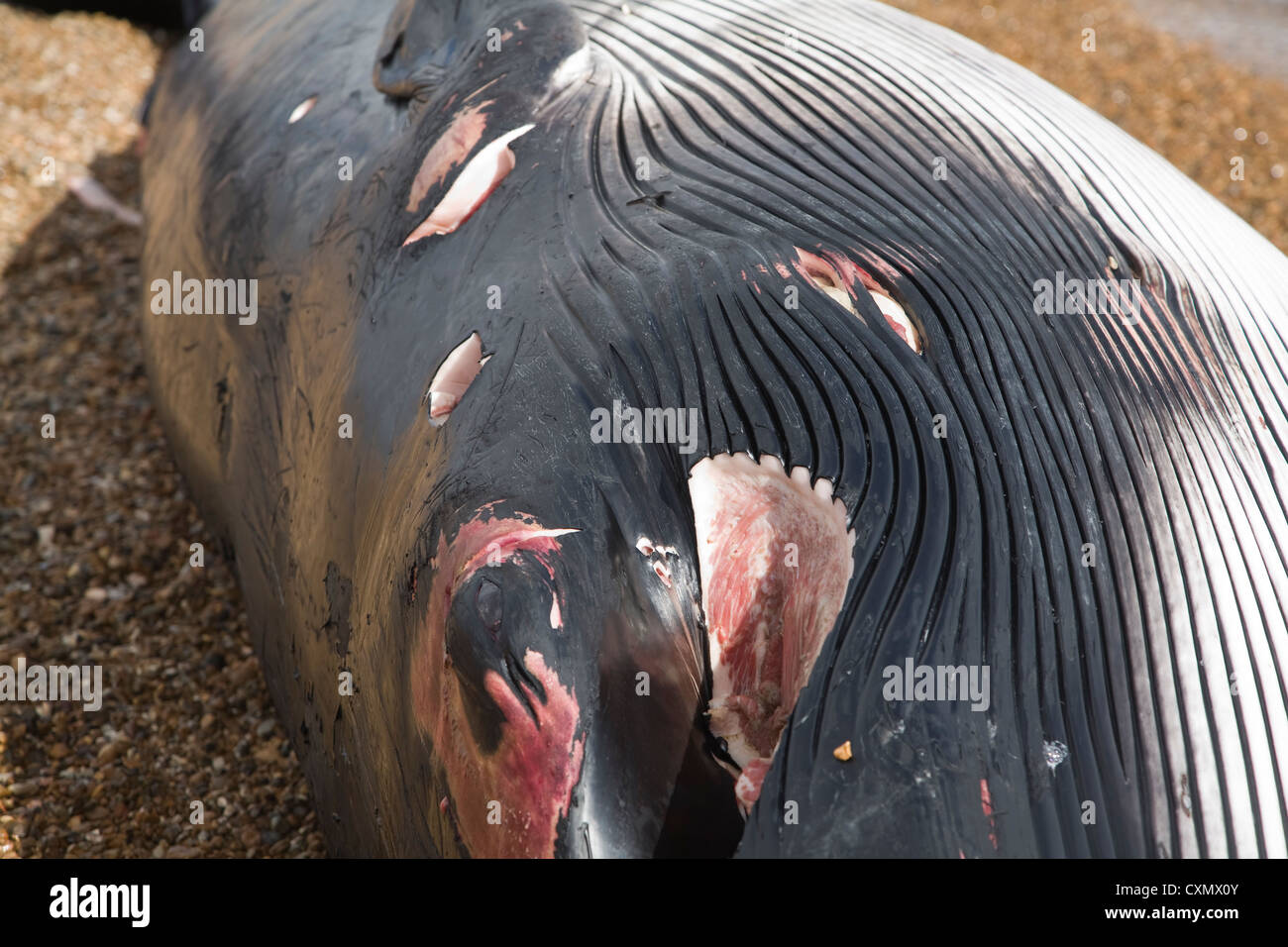 Finnwal Balaenoptera Physalus, angespült tot Shingle Street, Suffolk, England fotografiert am 4. Oktober 2012 Stockfoto