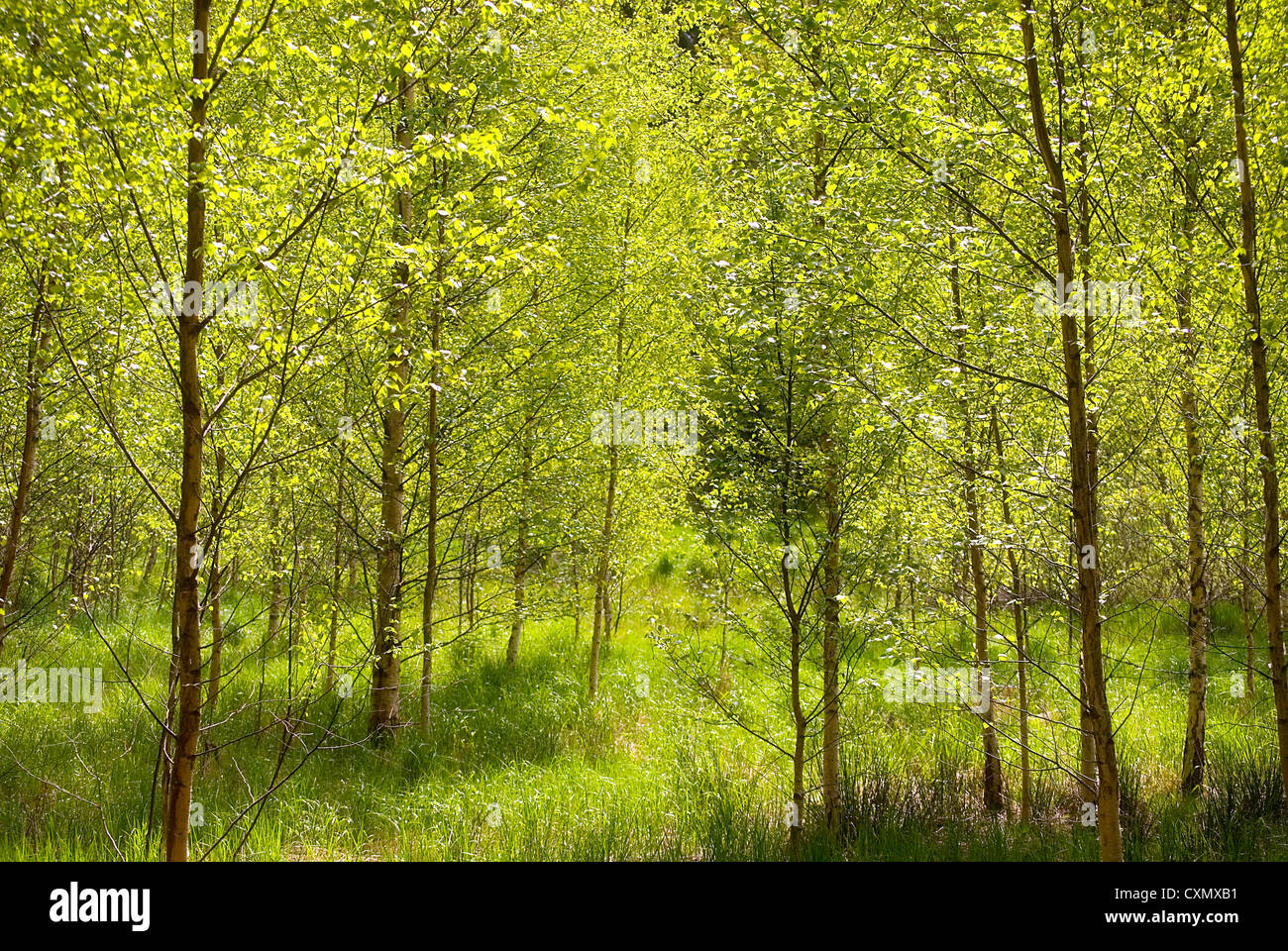Herrlich sommerlich leicht durchschimmern der Birkenhain Stockfoto