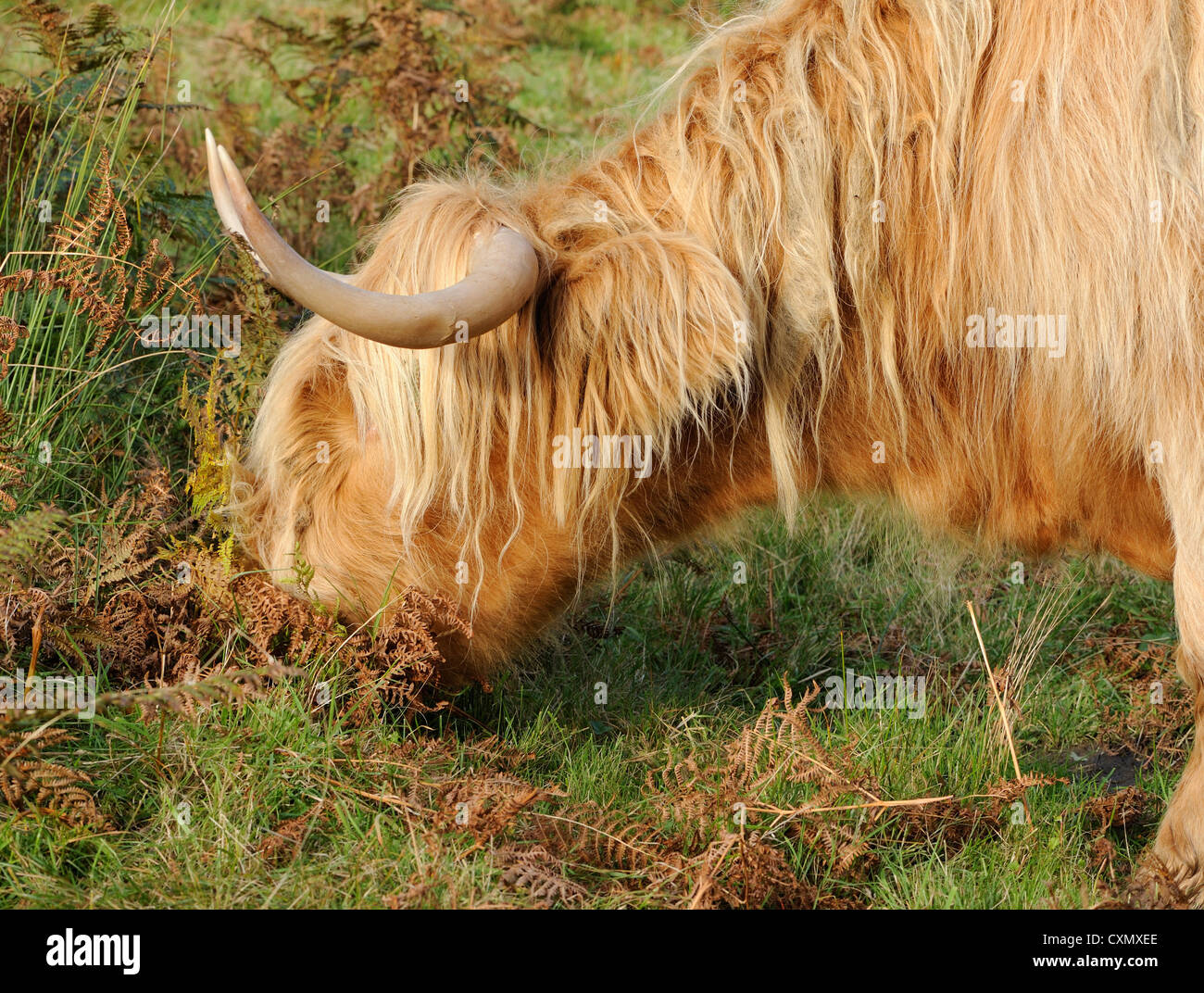 Eine Highland Kuh Weiden auf einem Hügel.  Isle of Mull, Argyll and Bute, Scotland, UK. Stockfoto