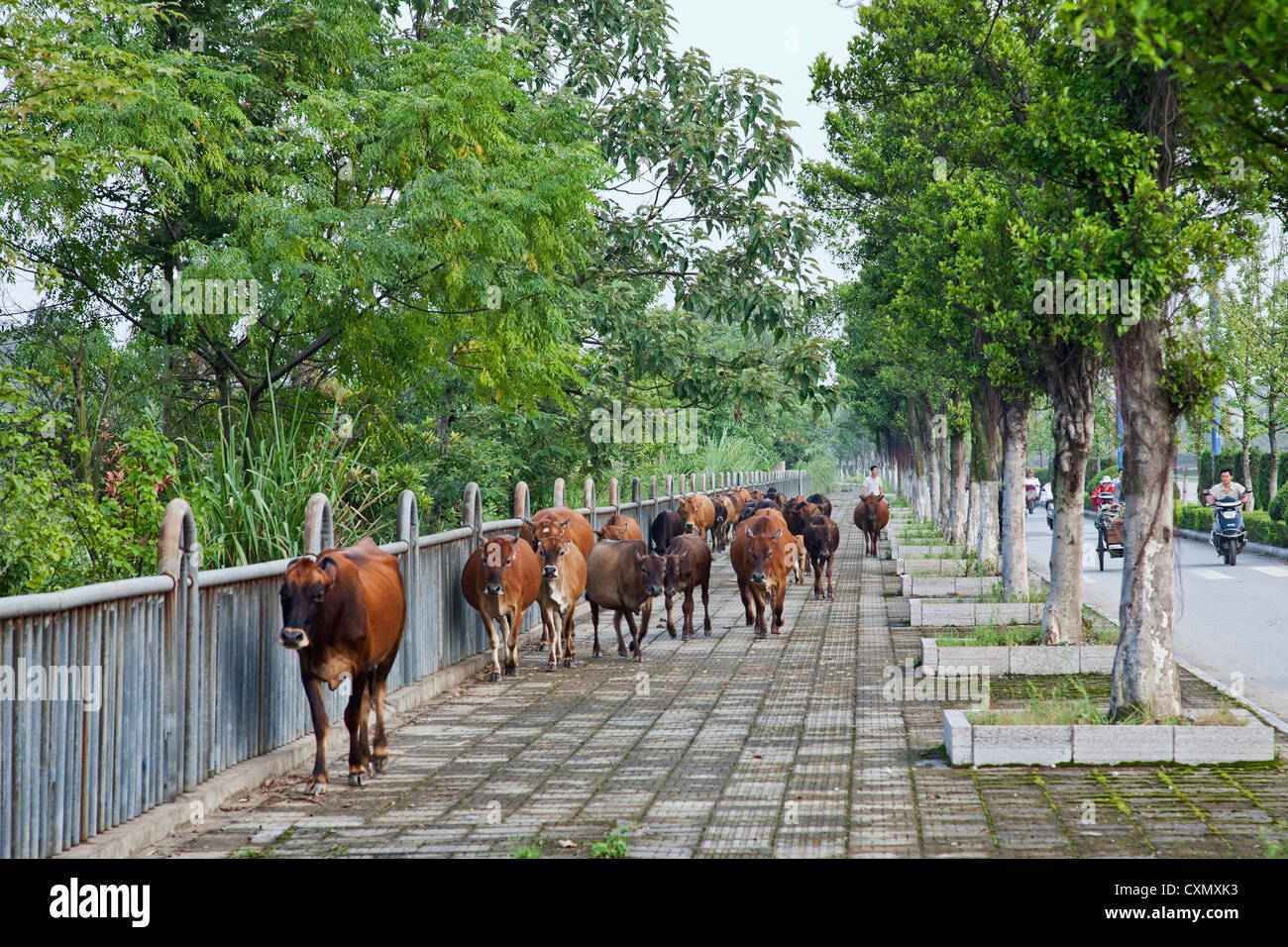 Rinder werden auf dem Gehsteig in GuiLin China durch einen lokalen Einrahmer, Guangxi Provinz getrieben Stockfoto