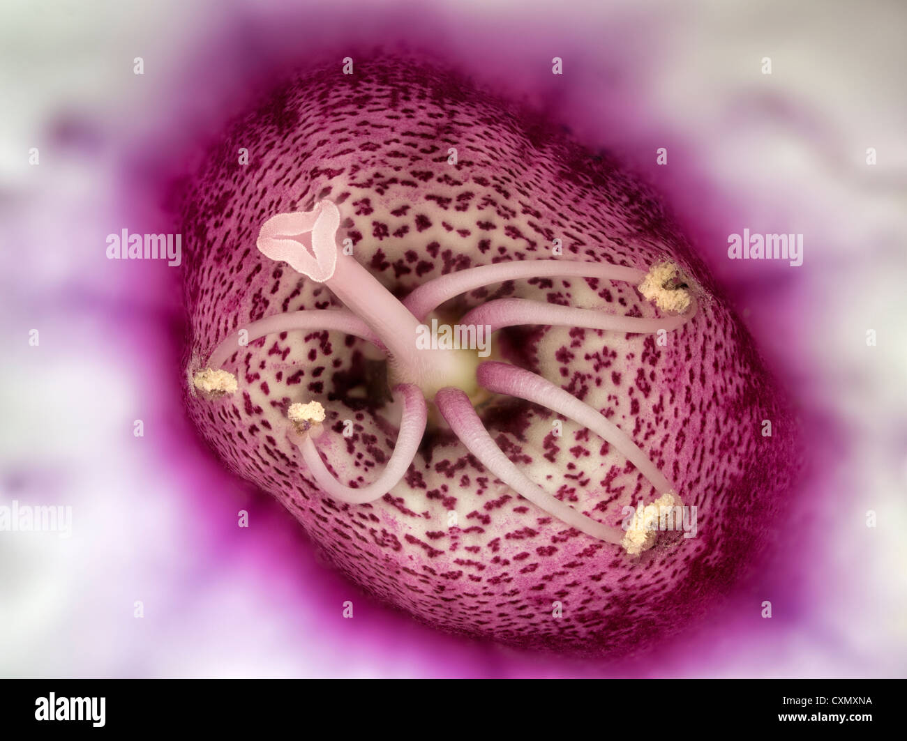 Nahaufnahme von Gloxinia Blume. Stockfoto