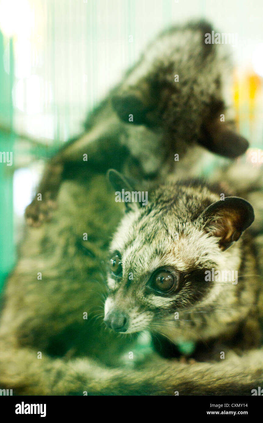 Civet Katzen gefangen im Käfig, ein wildes Tier in Asien Land. Stockfoto
