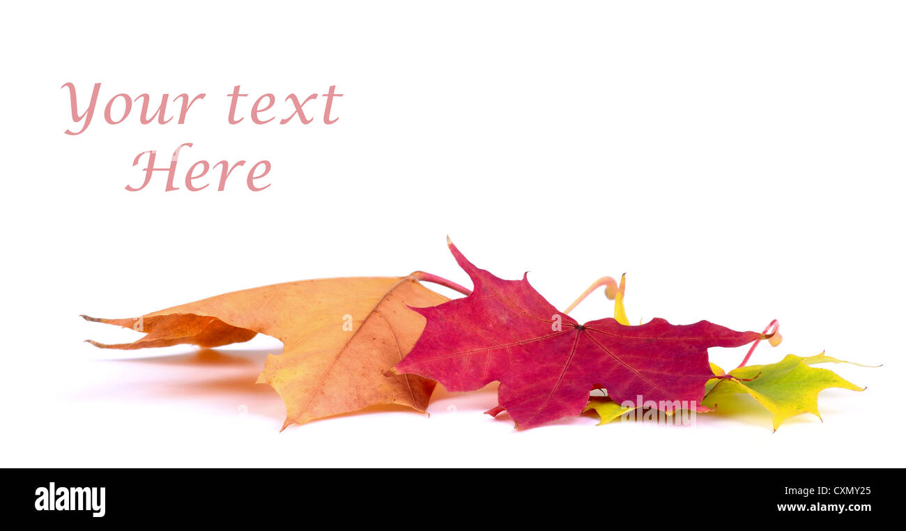Herbst Blatt auf weißem Hintergrund mit Text-Raum Stockfoto