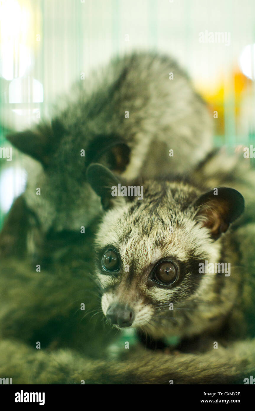 Civet Katzen gefangen im Käfig, ein wildes Tier in Asien Land. Stockfoto