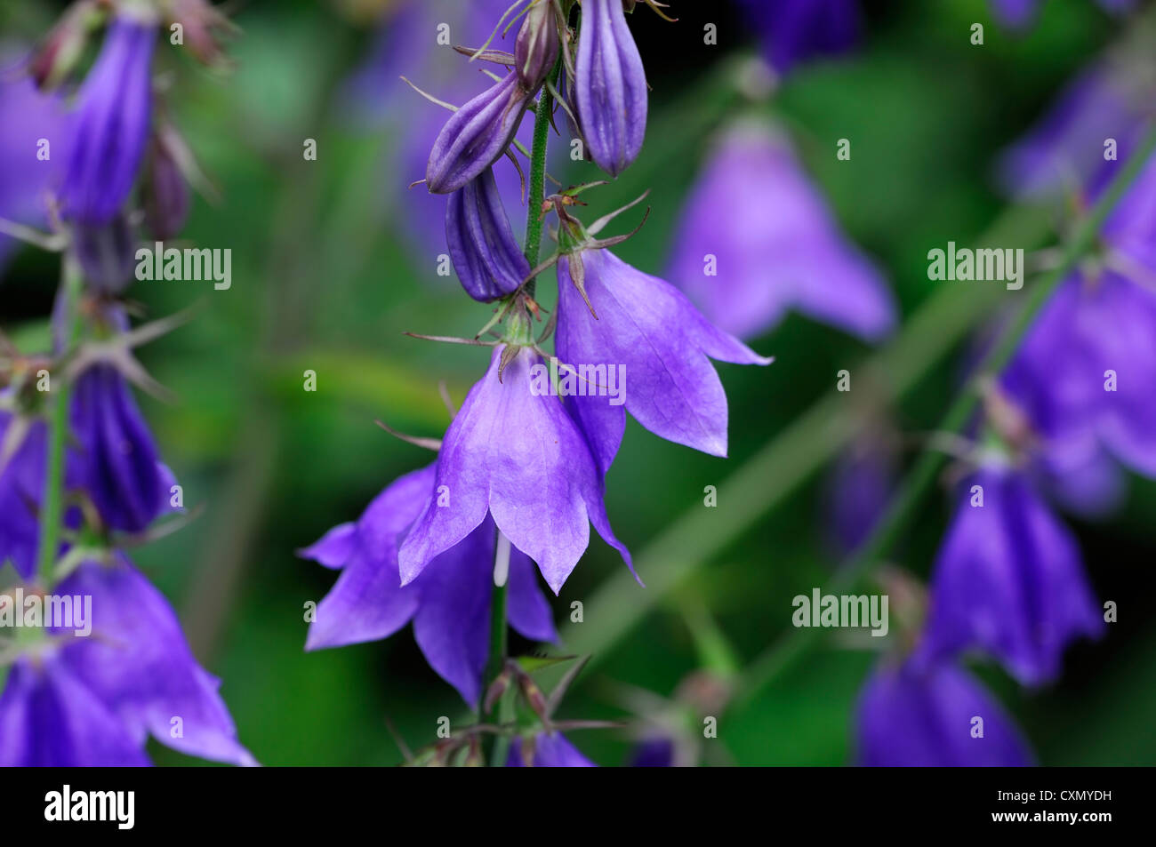 Purple bell shaped flowers Fotos und Bildmaterial in hoher Auflösung