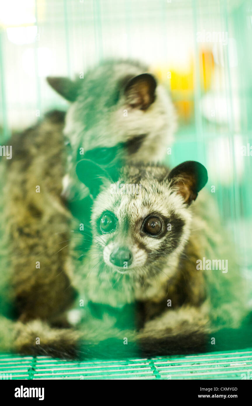 Civet Katzen gefangen im Käfig, ein wildes Tier in Asien Land. Stockfoto