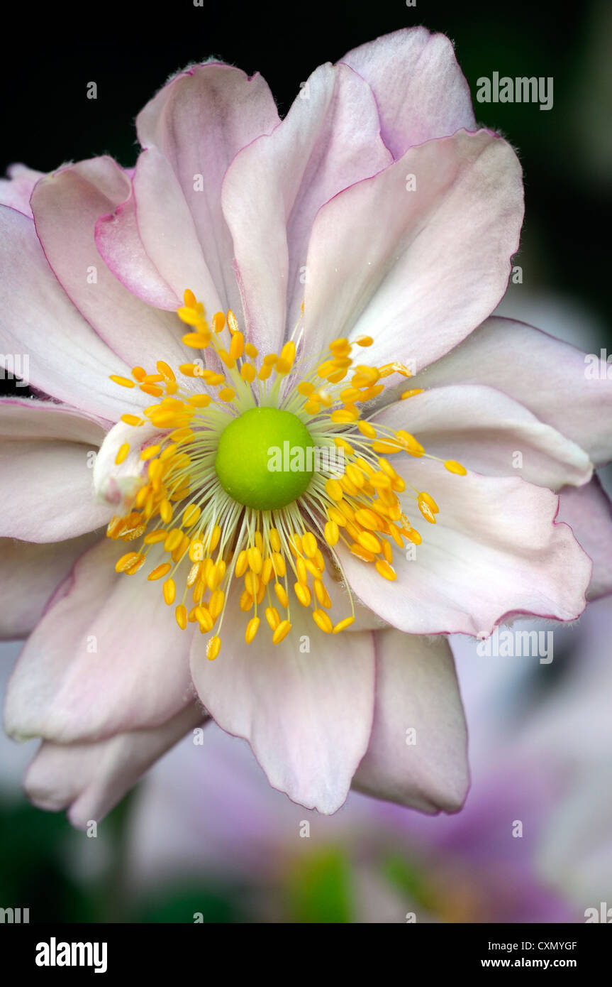 Rosa anemone Fotos und Bildmaterial in hoher Auflösung Alamy