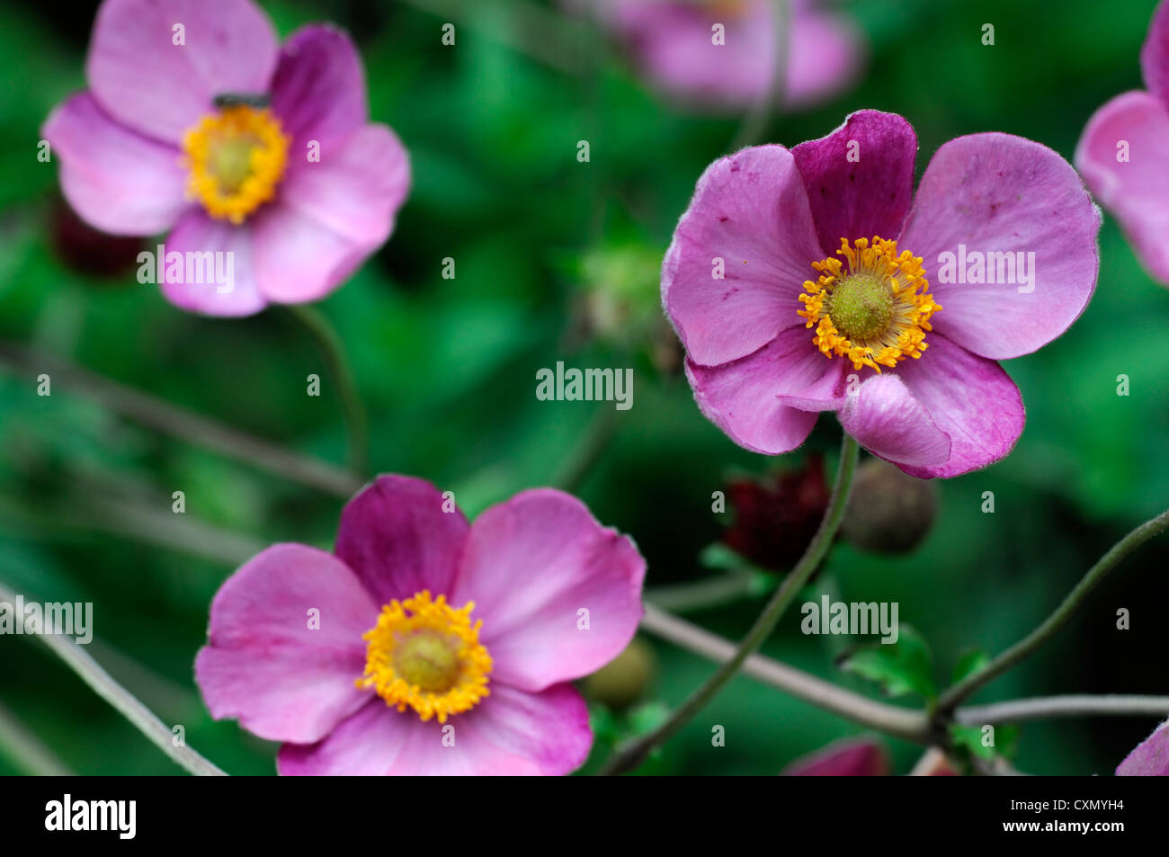 Anemone hupehensis japanische Anemone Blume rosa lila gelb Auge Herbst herbstliche fallen Staude Blüte Stockfoto