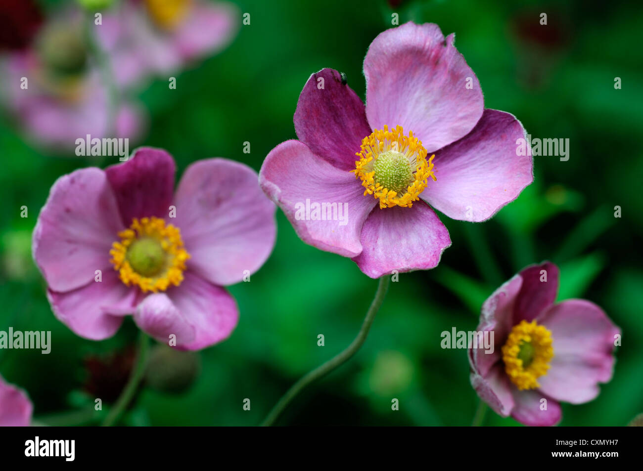 Anemone hupehensis japanische Anemone Blume rosa lila gelb Auge Herbst herbstliche fallen Staude Blüte Stockfoto