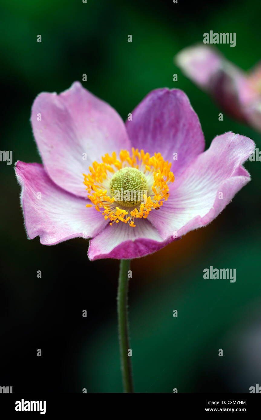 Anemone hupehensis japanische Anemone Blume rosa lila gelb Auge Herbst herbstliche fallen Staude Blüte Stockfoto