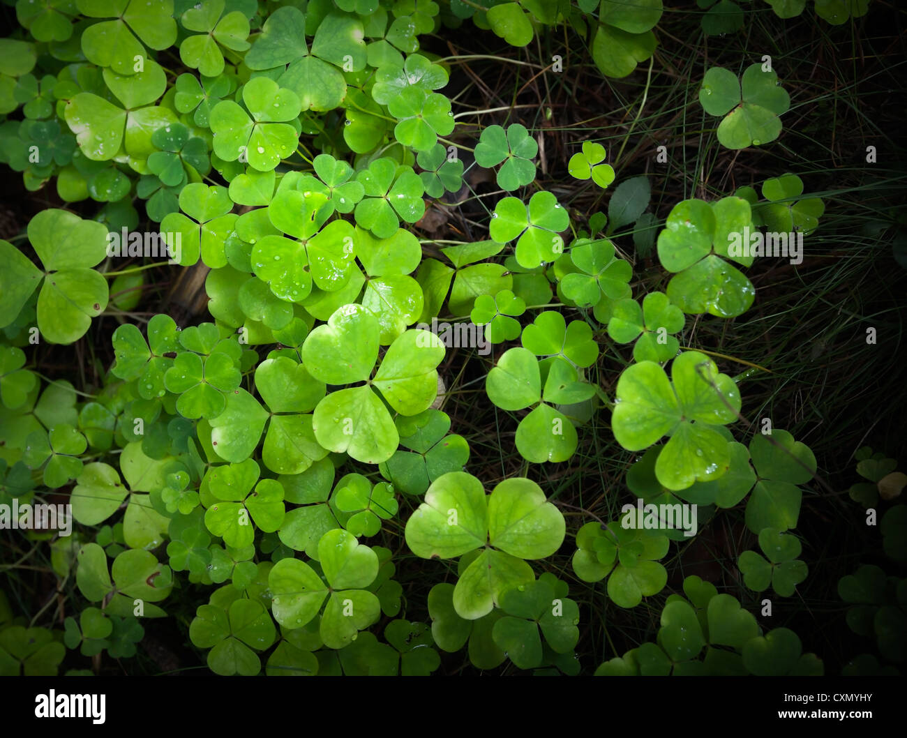 Wild frisch grünen Klee Hintergrundtextur Stockfoto
