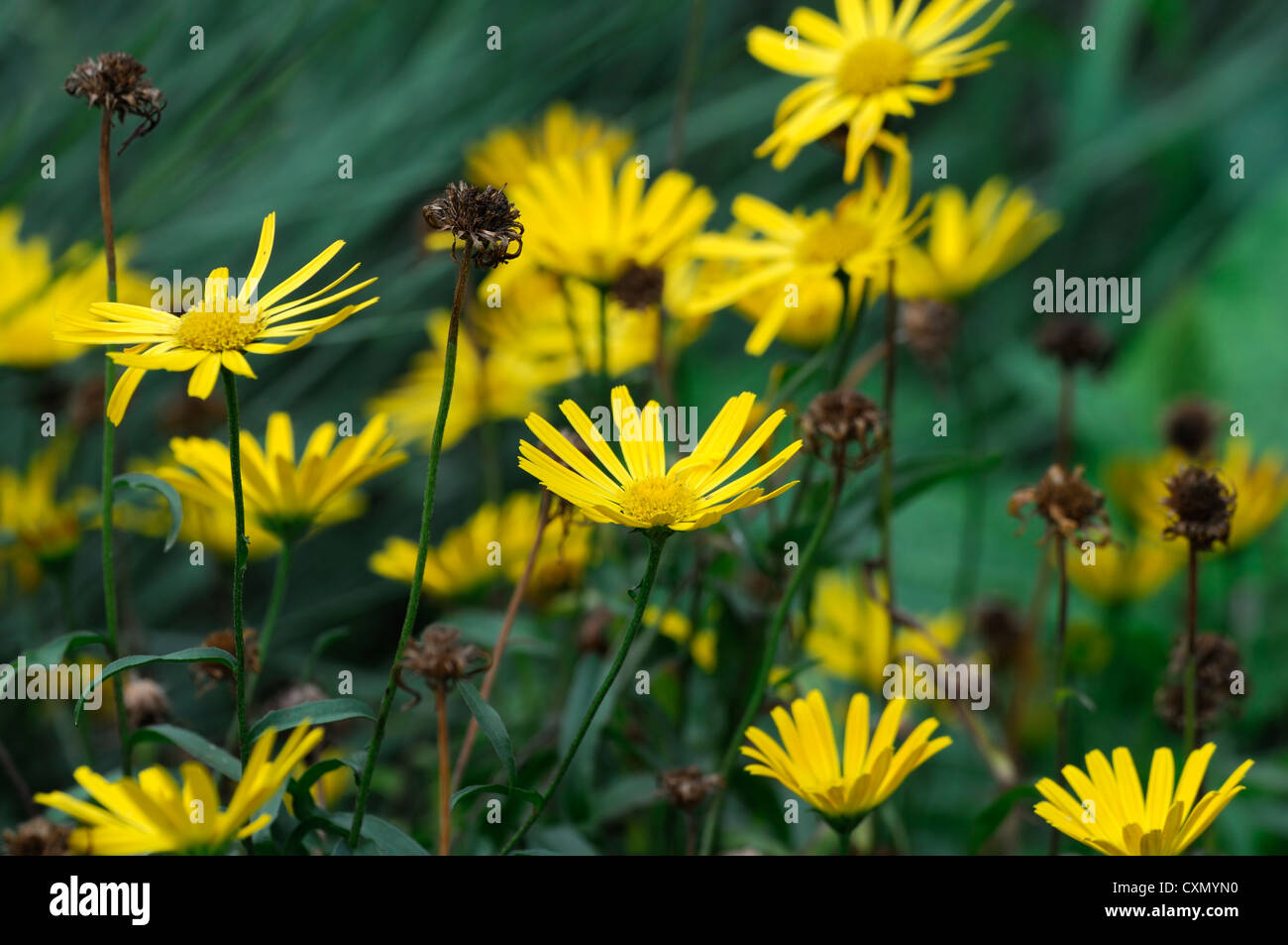 47+ Zierpflanze Gelbe Blüte Schwarzes Auge, Das in der mitte jeder