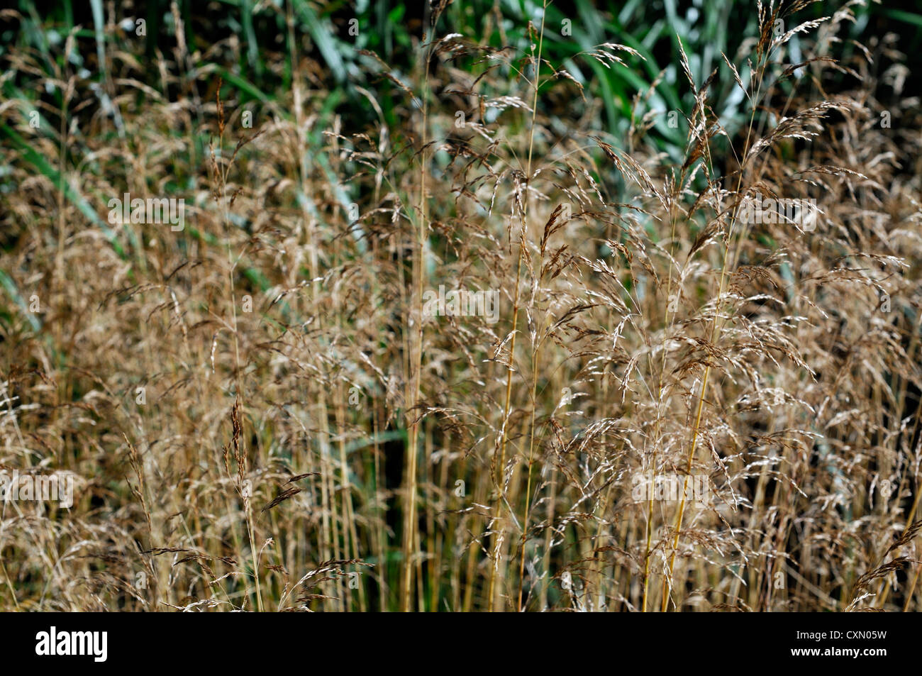 Deschampsia cespitosa Fotos und Bildmaterial in hoher Auflösung Alamy