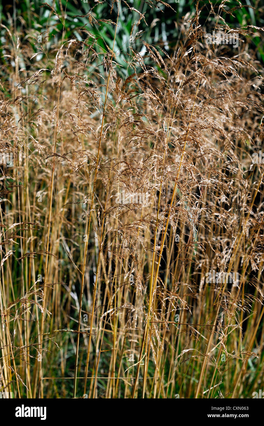 Deschampsia Cespitosa Goldtau hohe Gräser Gräser Zierpflanze Porträts, die orange braune Laub im Herbst herbstliche Herbstlaub Stockfoto