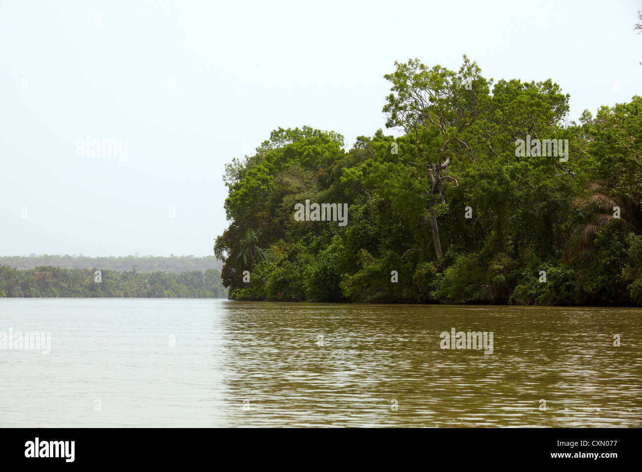Baboon Island, Fluss Gambia National Park, der Gambia Afrika Stockfoto