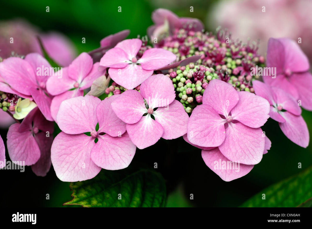Hydrangea Macrophylla rosa lila Blumen Blume Blüte Blüte sommergrüne