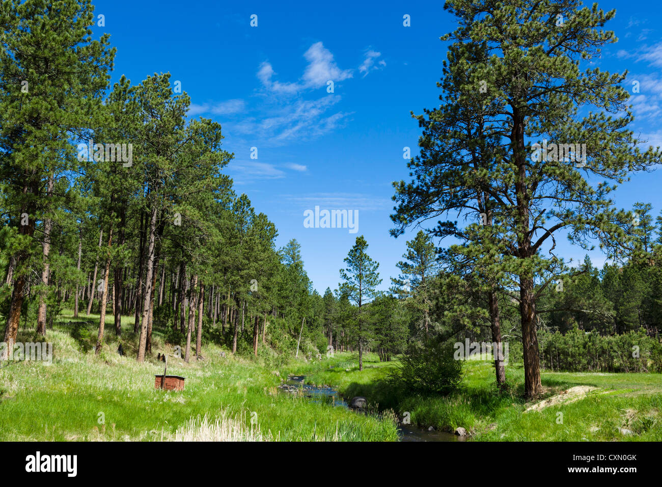 Stream beim Blue Bell Picknickplatz neben Route 87 im Custer State Park, Black Hills, South Dakota, USA Stockfoto