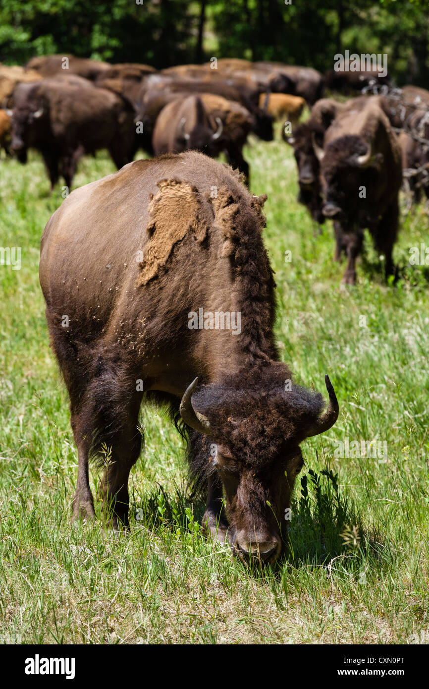 Herde von Bison Wildlife Loop Road im Custer State Park, Black Hills, South Dakota, USA Stockfoto