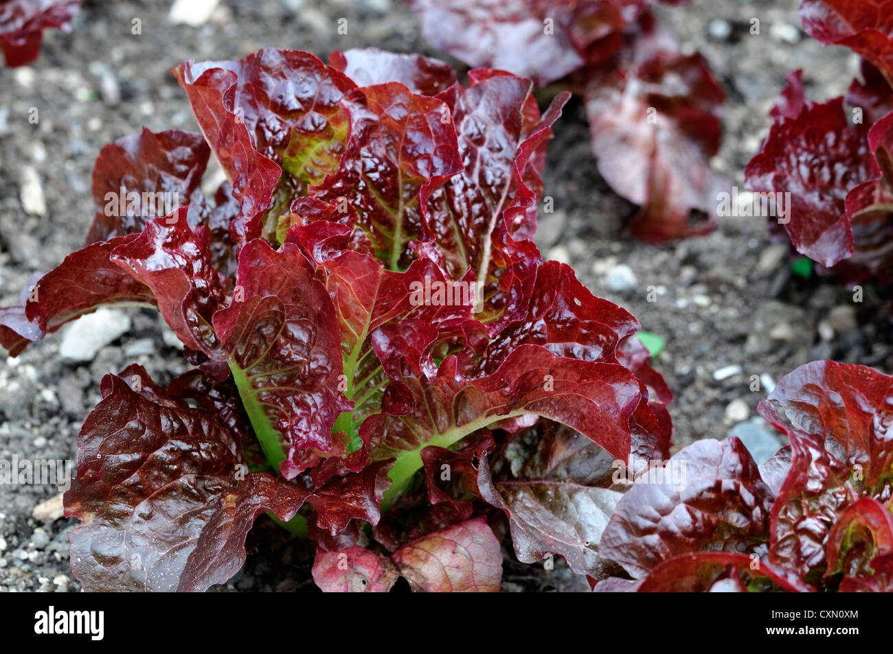 Salat Blenden Cos Lactuca Sativa handtellergroße Mini MIDI-Romaine sukkulenten Blätter essbare Pflanzen Nahrungspflanzen Burgund Salatblätter Stockfoto