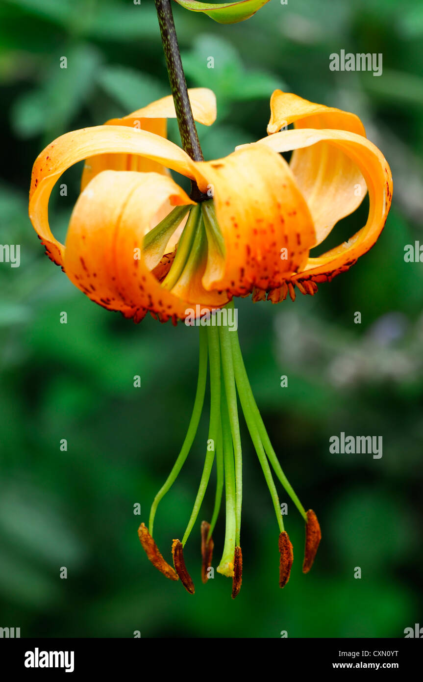 Lilium hinsichtlich orangen Blüten Blütenblätter Glühbirnen single man Stamen Lilien Sommer Closeup selektiven Fokus Pflanzenportraits mehrjährige Stockfoto
