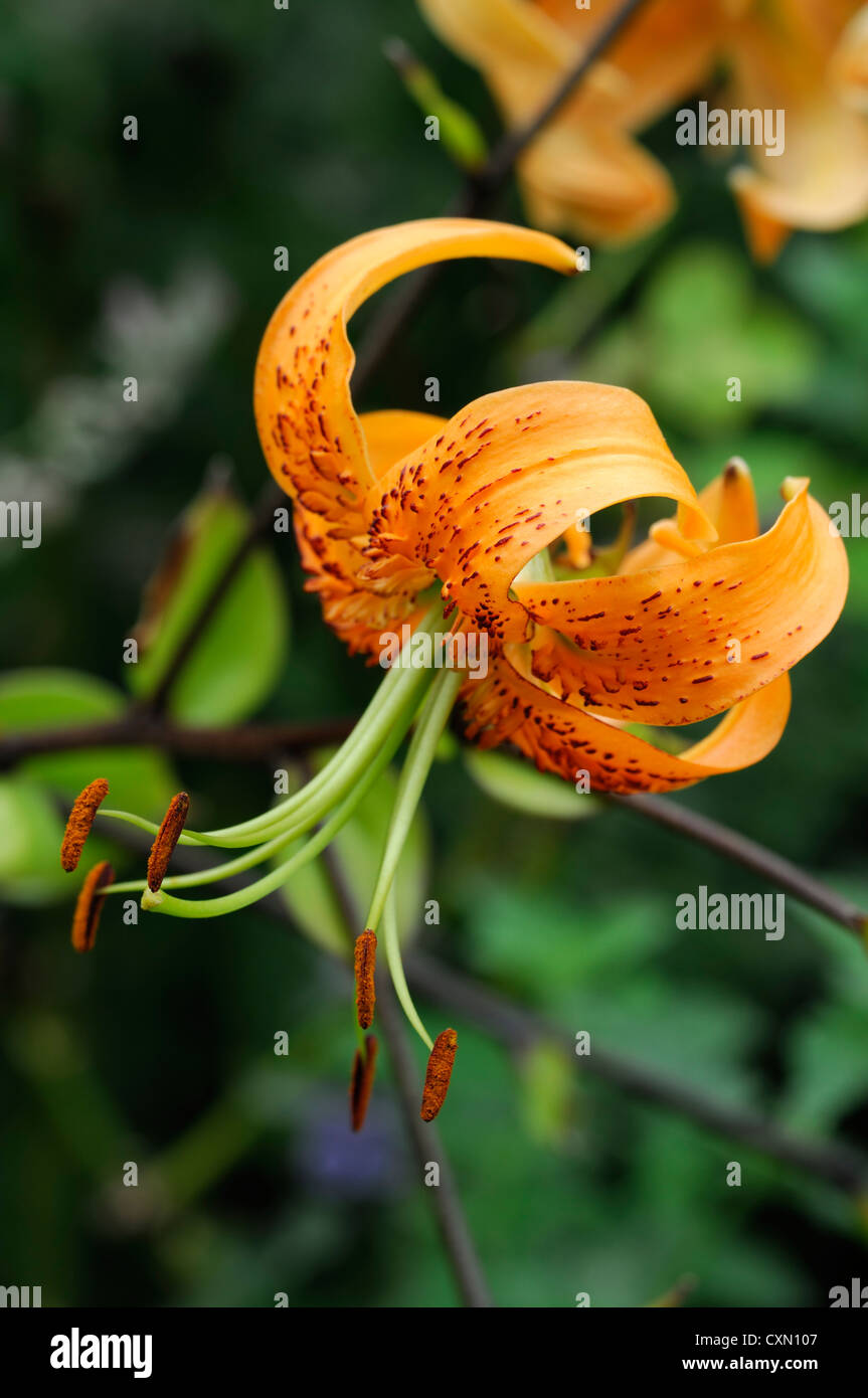 Lilium hinsichtlich orangen Blüten Blütenblätter Glühbirnen single man Stamen Lilien Sommer Closeup selektiven Fokus Pflanzenportraits mehrjährige Stockfoto