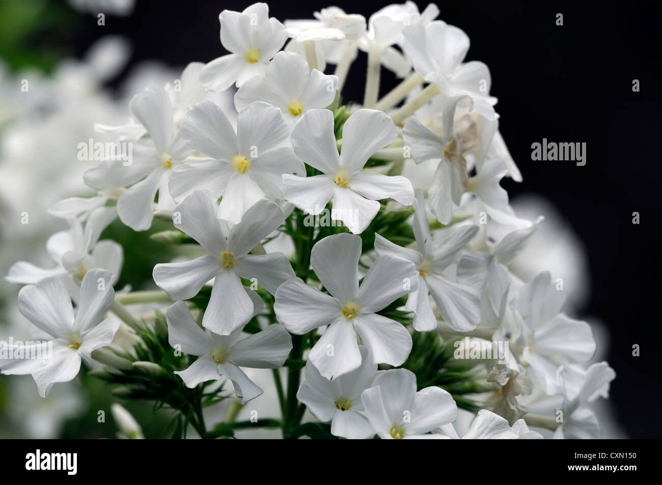 Phlox Paniculata Fujiyama weiße Blumen Flower Spike duftende Stauden mehrjährige Pflanze Stockfoto