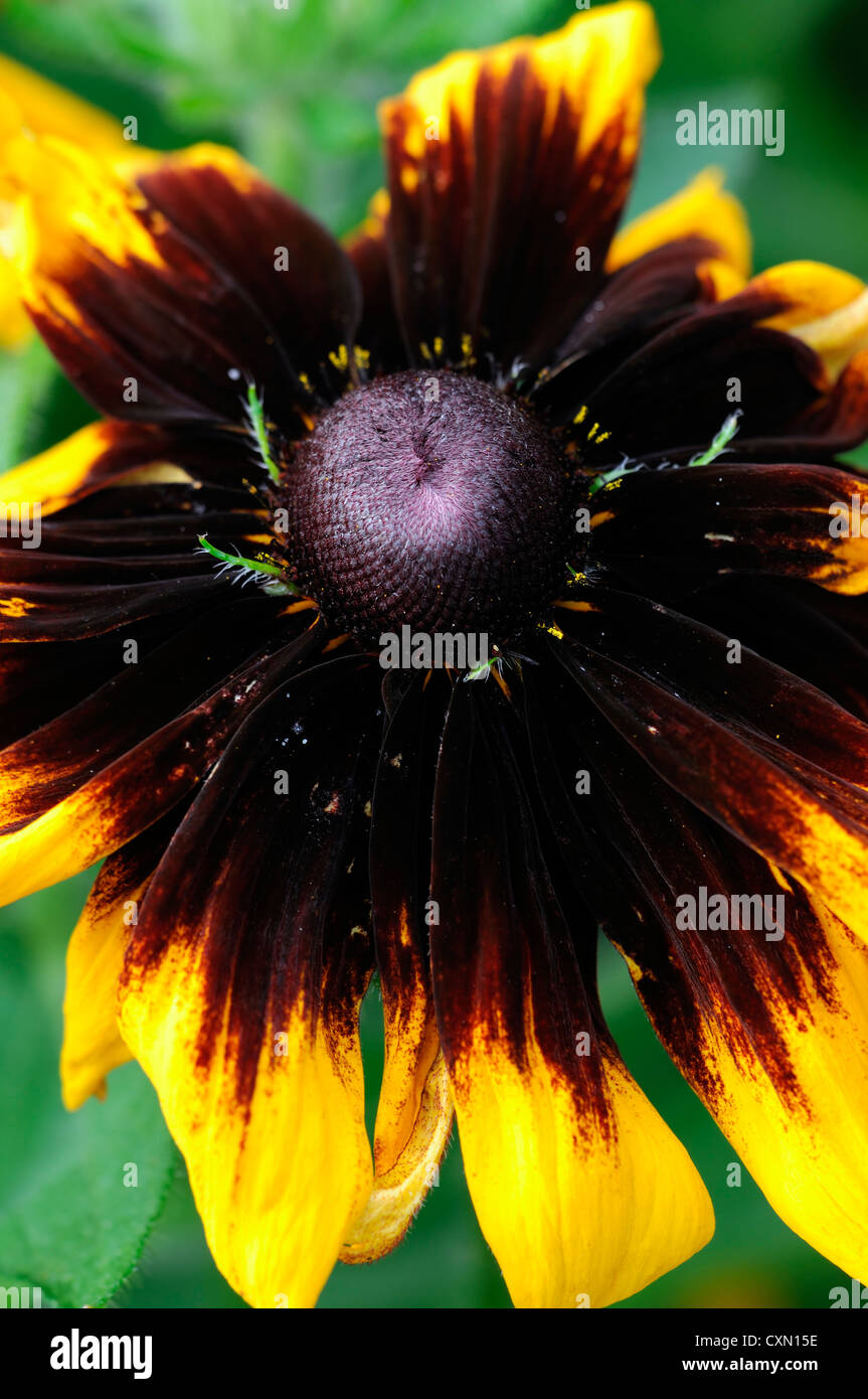 Rudbeckia Hirta Sonora "Gloriosa" Daisy Sommer Closeup selektiven Fokus gelb braun mehrjährige Blume Blumen Blüte Stockfoto