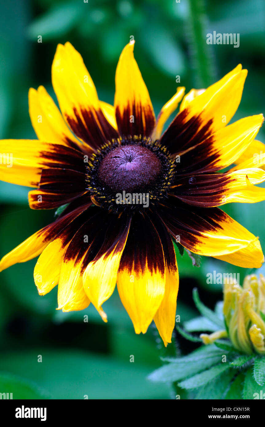 Rudbeckia Hirta Sonora "Gloriosa" Daisy Sommer Closeup selektiven Fokus gelb braun mehrjährige Blume Blumen Blüte Stockfoto