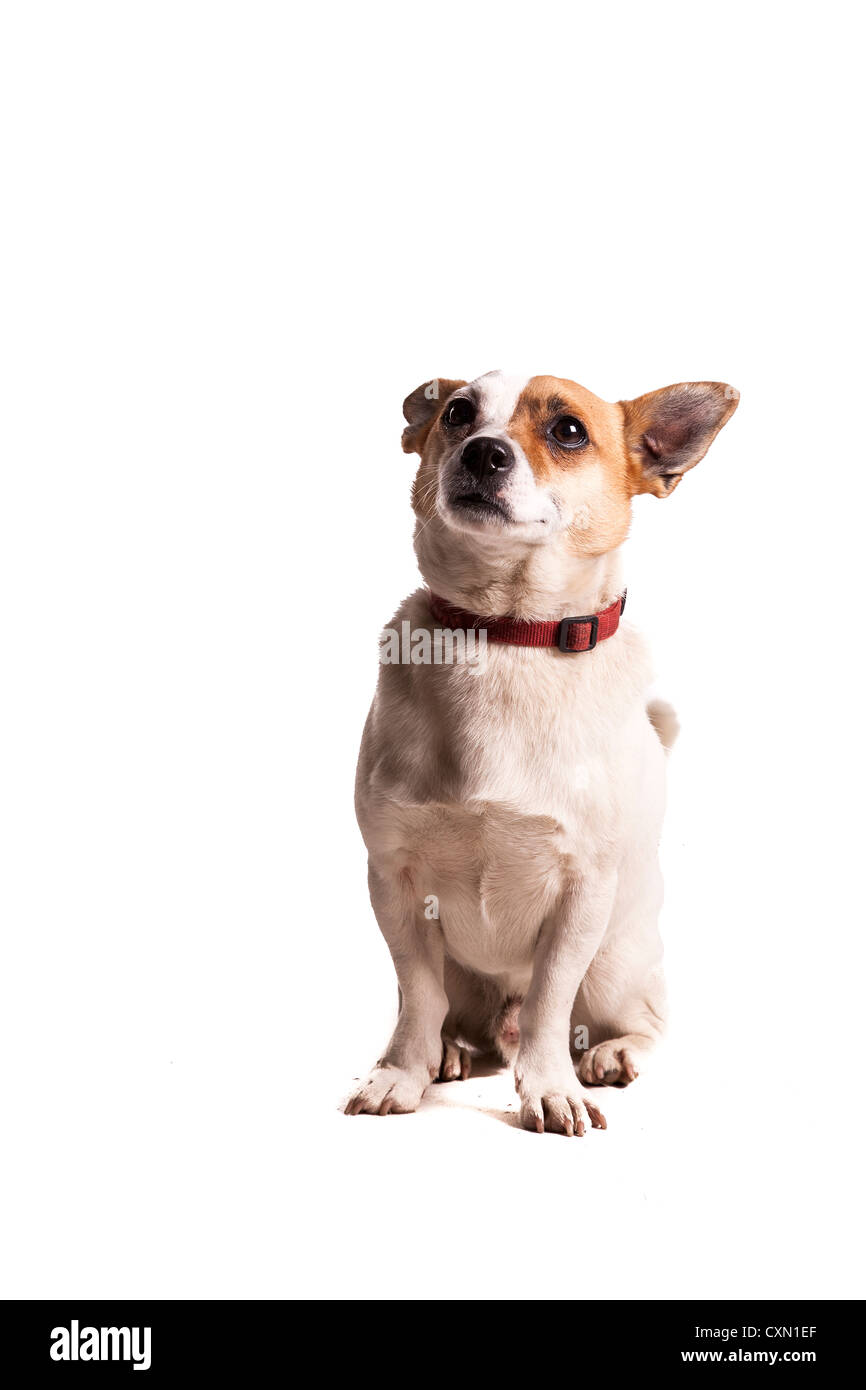 Hund Stockfoto