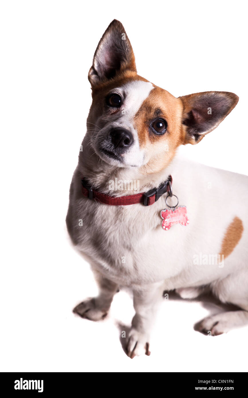Hund Stockfoto