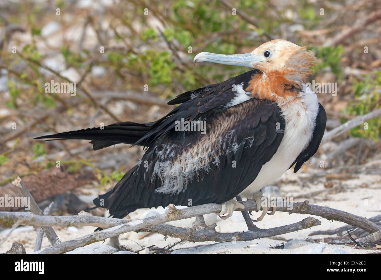 Weibliche herrliche Fregatte Vogel sitzend Stockfoto