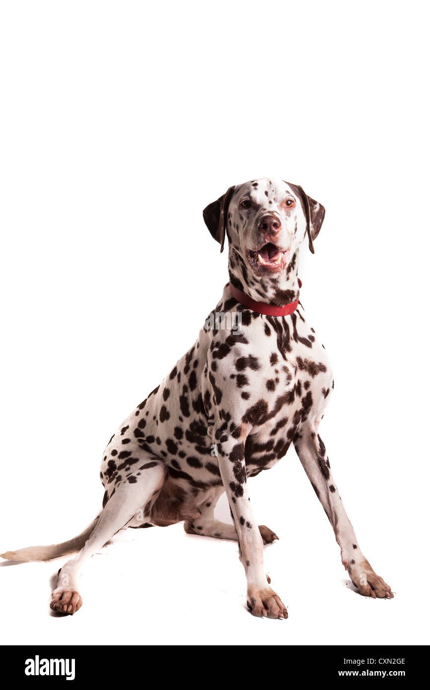 Hund - Dalmatiner Stockfoto