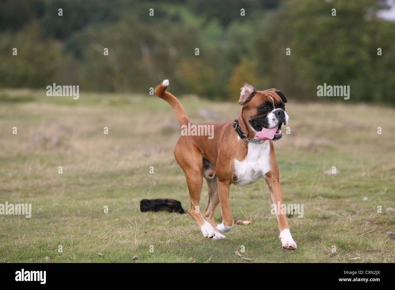 ein Welpe Boxer Hund genießen der Landschaft Stockfoto