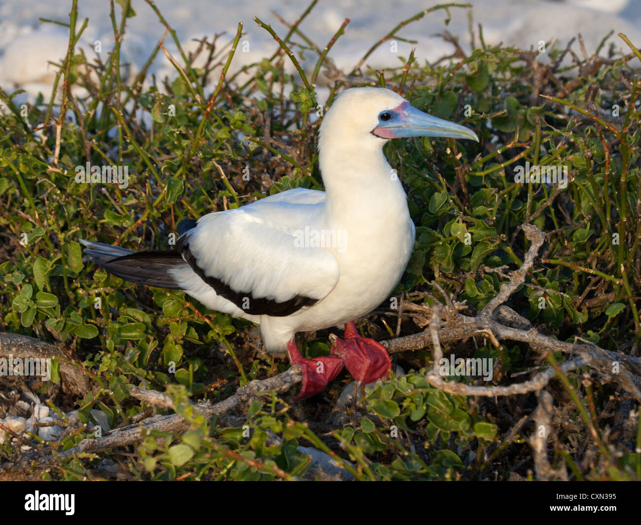 Red-footed Sprengfallen in Galapagos Stockfoto