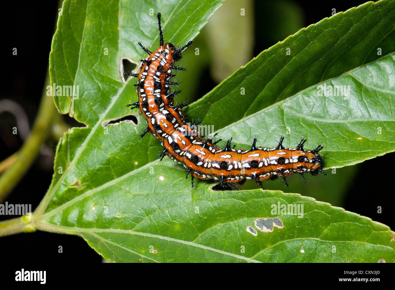 Bunte Fritillary Schmetterling Raupe auf Passionsblume, Euptoieta claudia Stockfoto