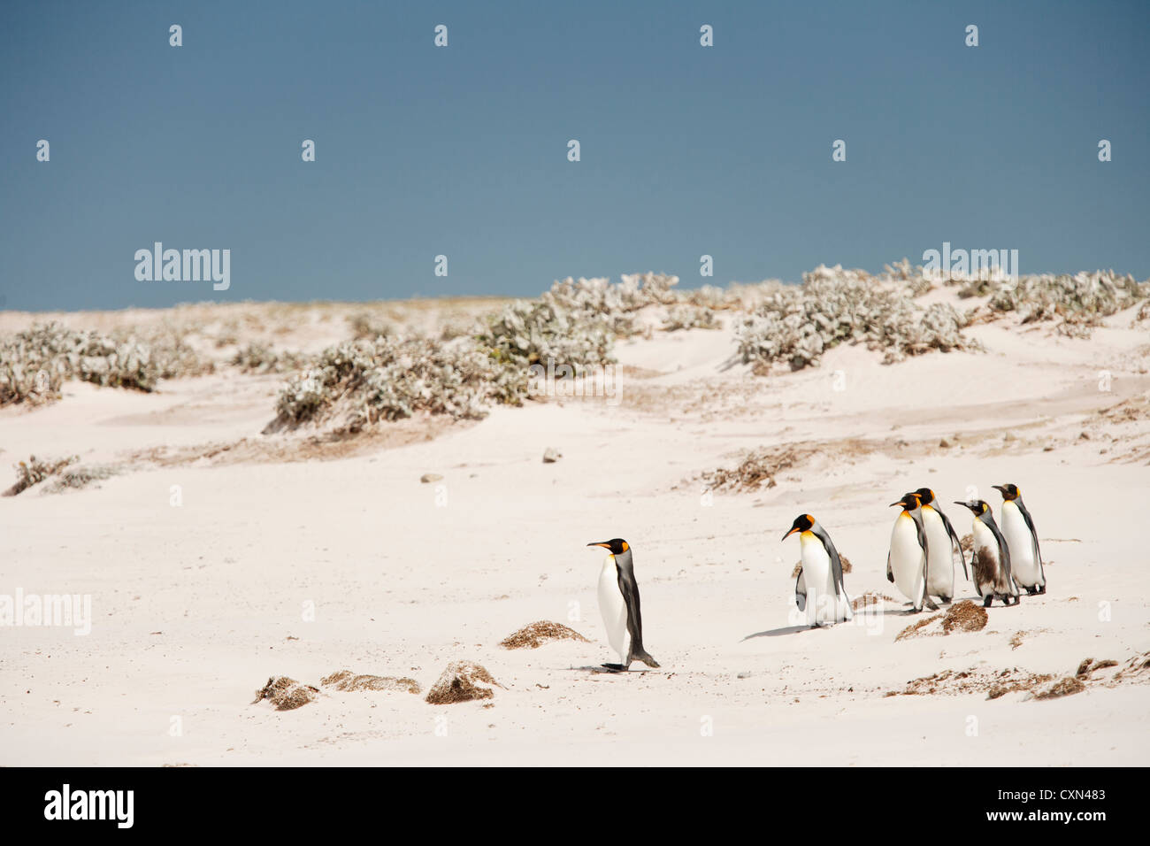 König Pinguin (Aptenodytes Patagonicus) zu Fuß in Richtung Strand in freiwilligen Punkt, Falkland-Inseln, Südamerika Stockfoto