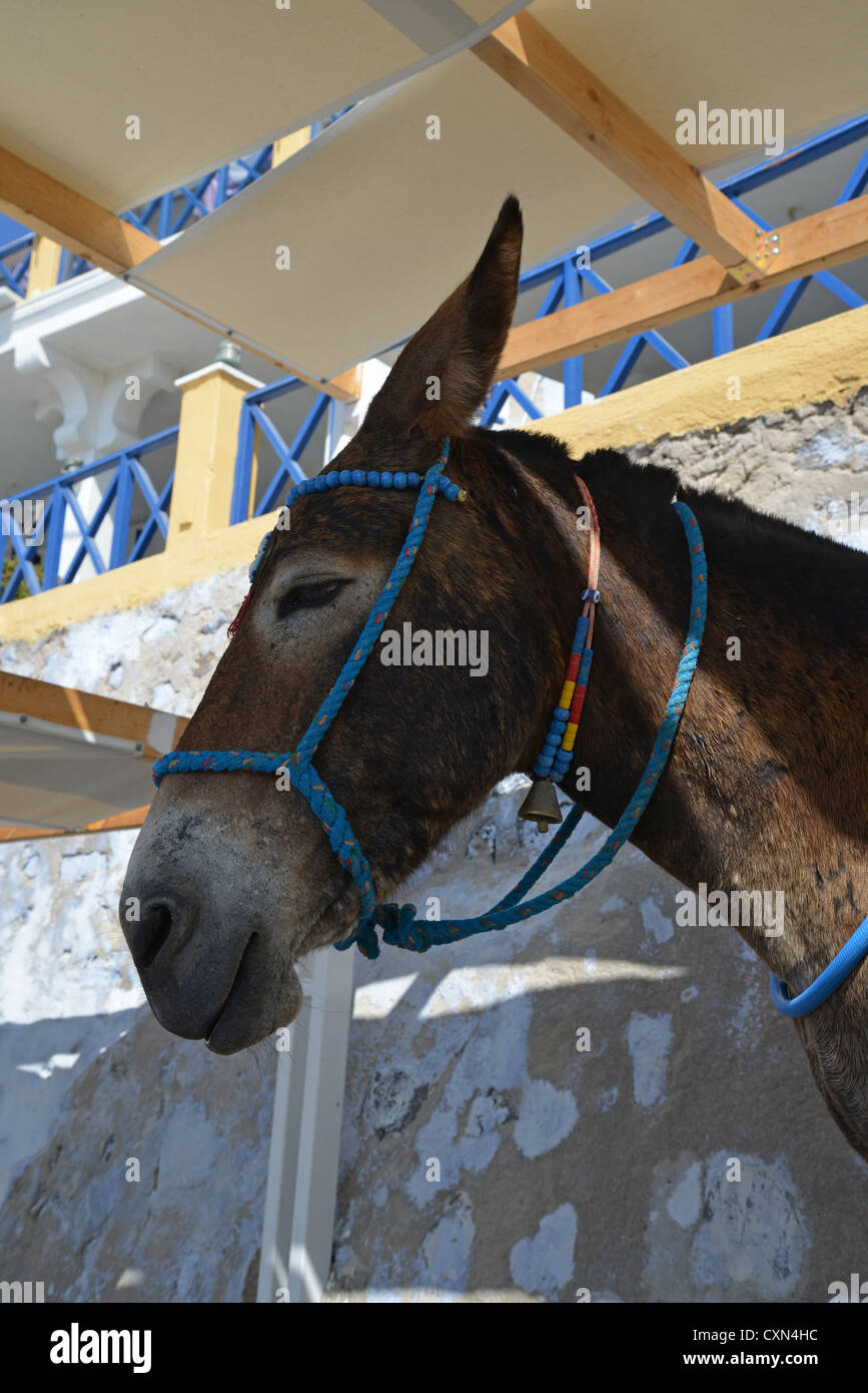 Eselreiten aus der Stadt Firáold, Hafen von Fira, Santorini, Cyclades, Süd Ägäis, Griechenland Stockfoto