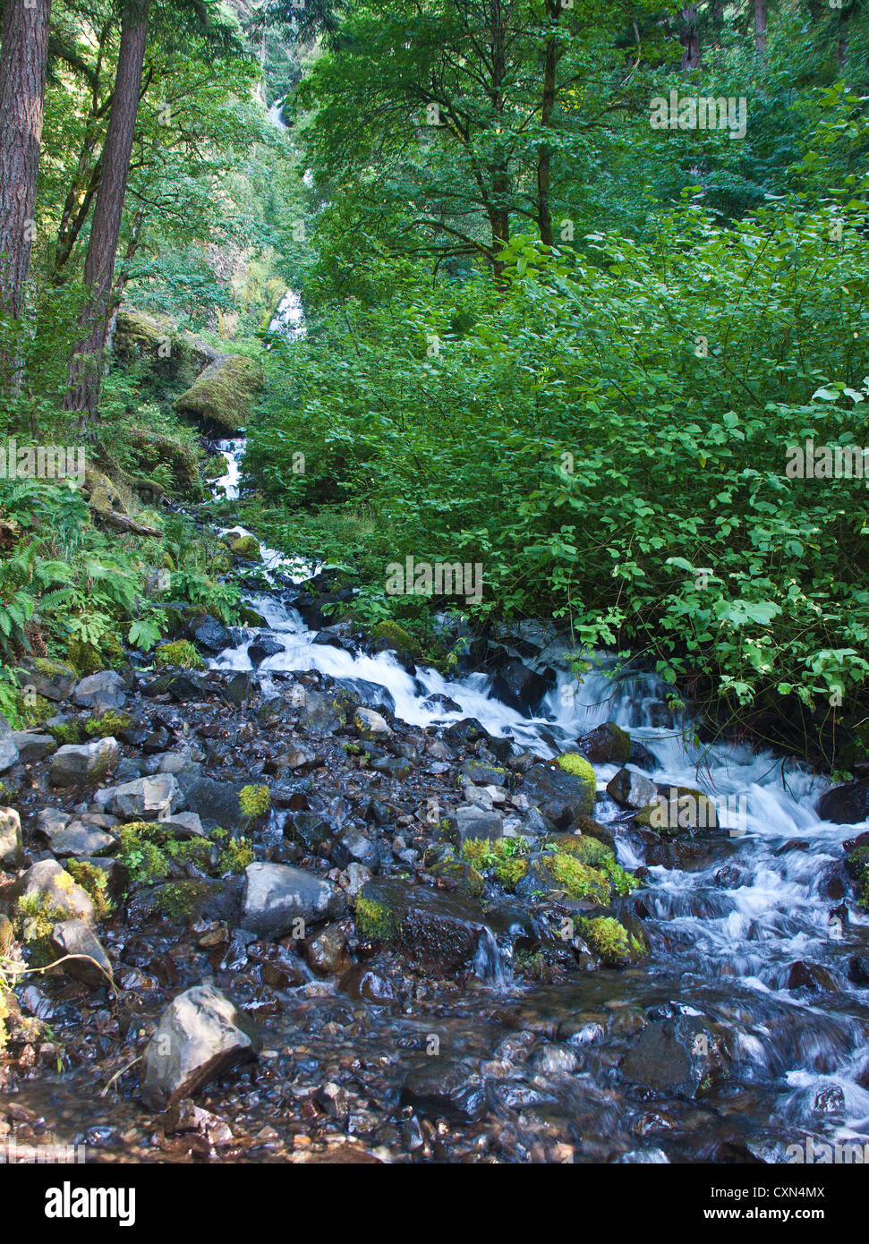 Wahkeena Falls, Columbia River Gorge, Oregon, USA Stockfoto