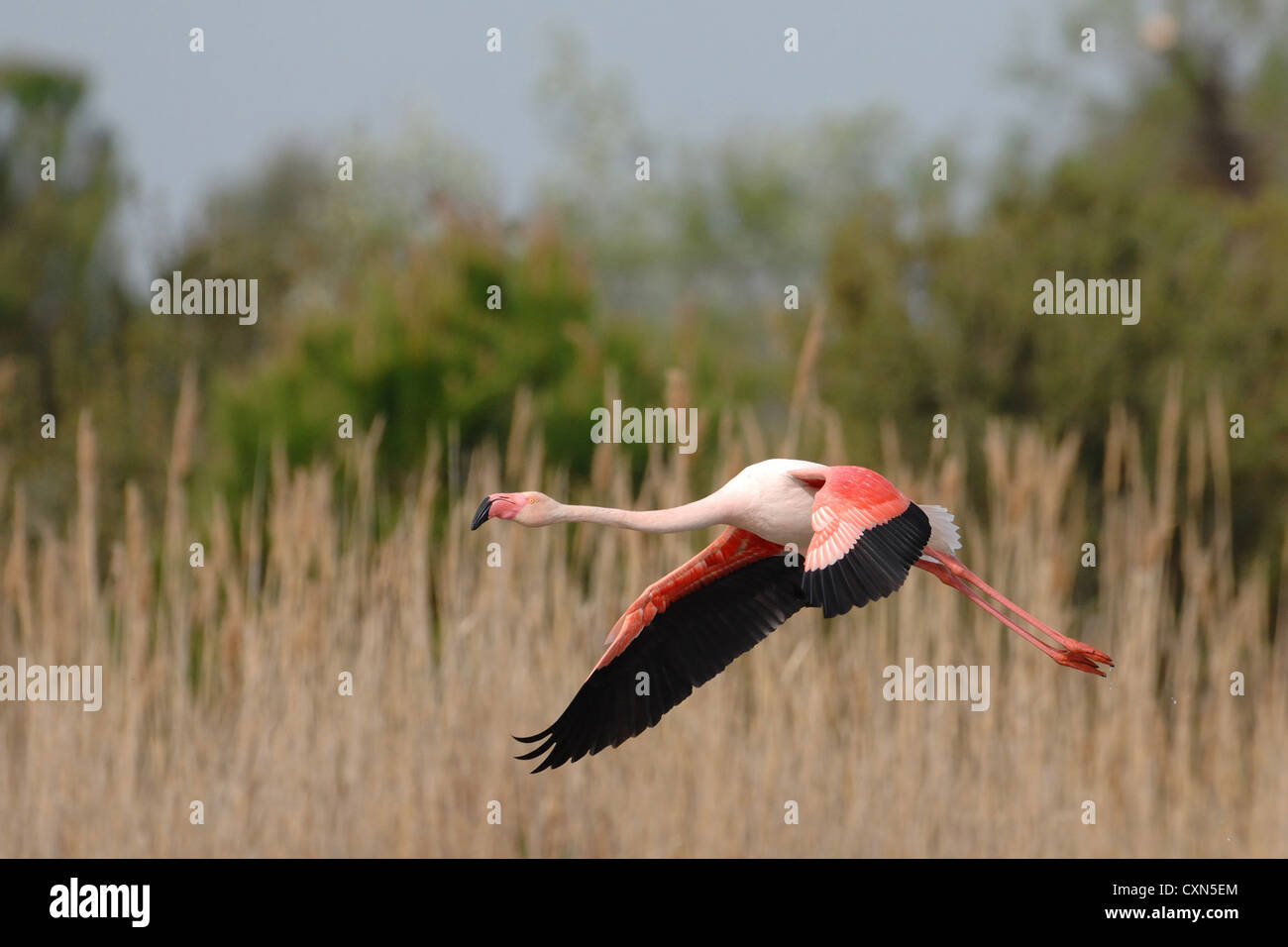 ein Flamingo bei der Landung im Schilf des Teiches Stockfoto