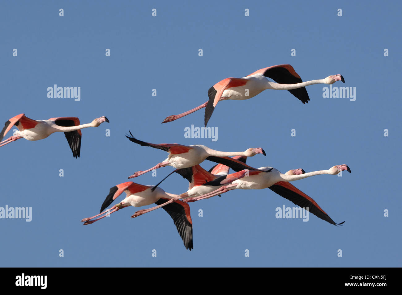 Mehr Flamingos im Formationsflug in den blauen Himmel der Camargue, Frankreich Stockfoto