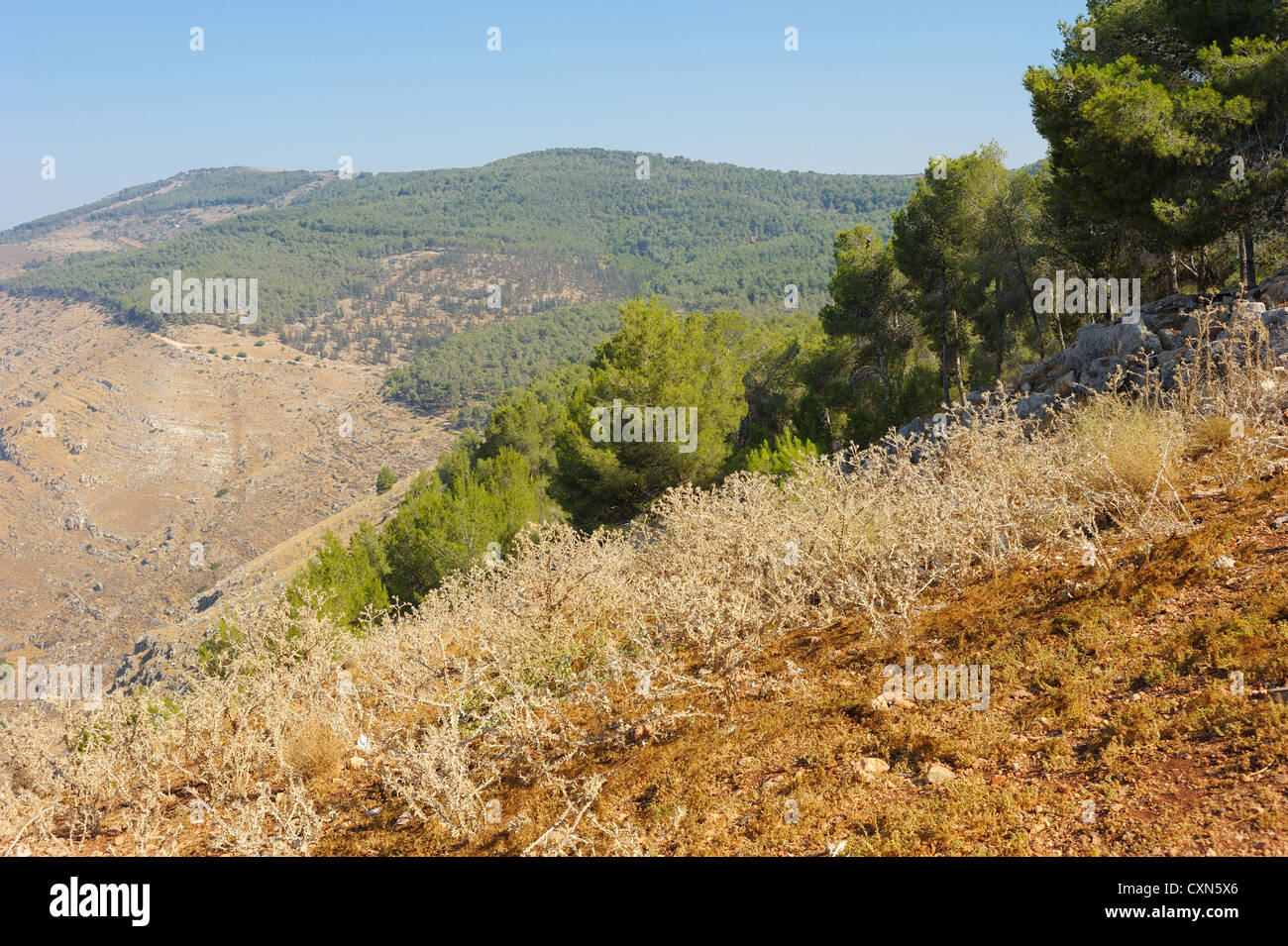 Berge und Wälder im Norden Israels in Galiläa Stockfoto