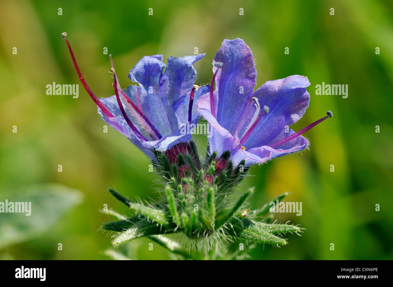 Bugloss der Viper - Echium Vulgare zwei Blumen closeup Stockfoto