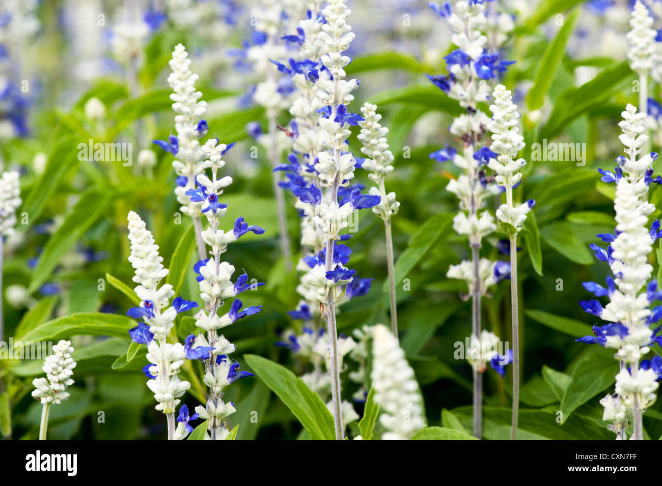 Salvia ist die größten Pflanzen in der Familie der Lippenblütler