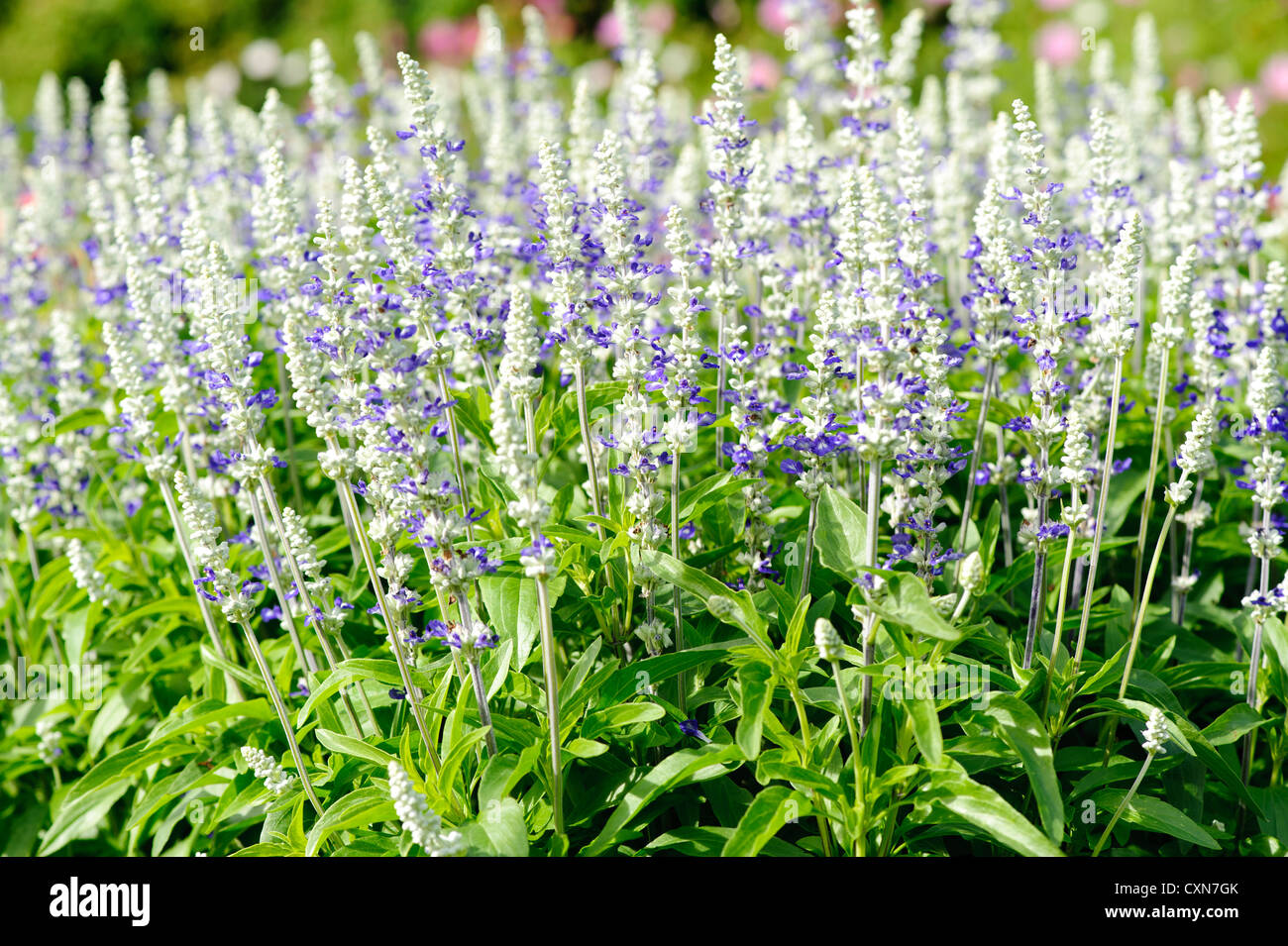 Salvia ist die größten Pflanzen in der Familie der Lippenblütler