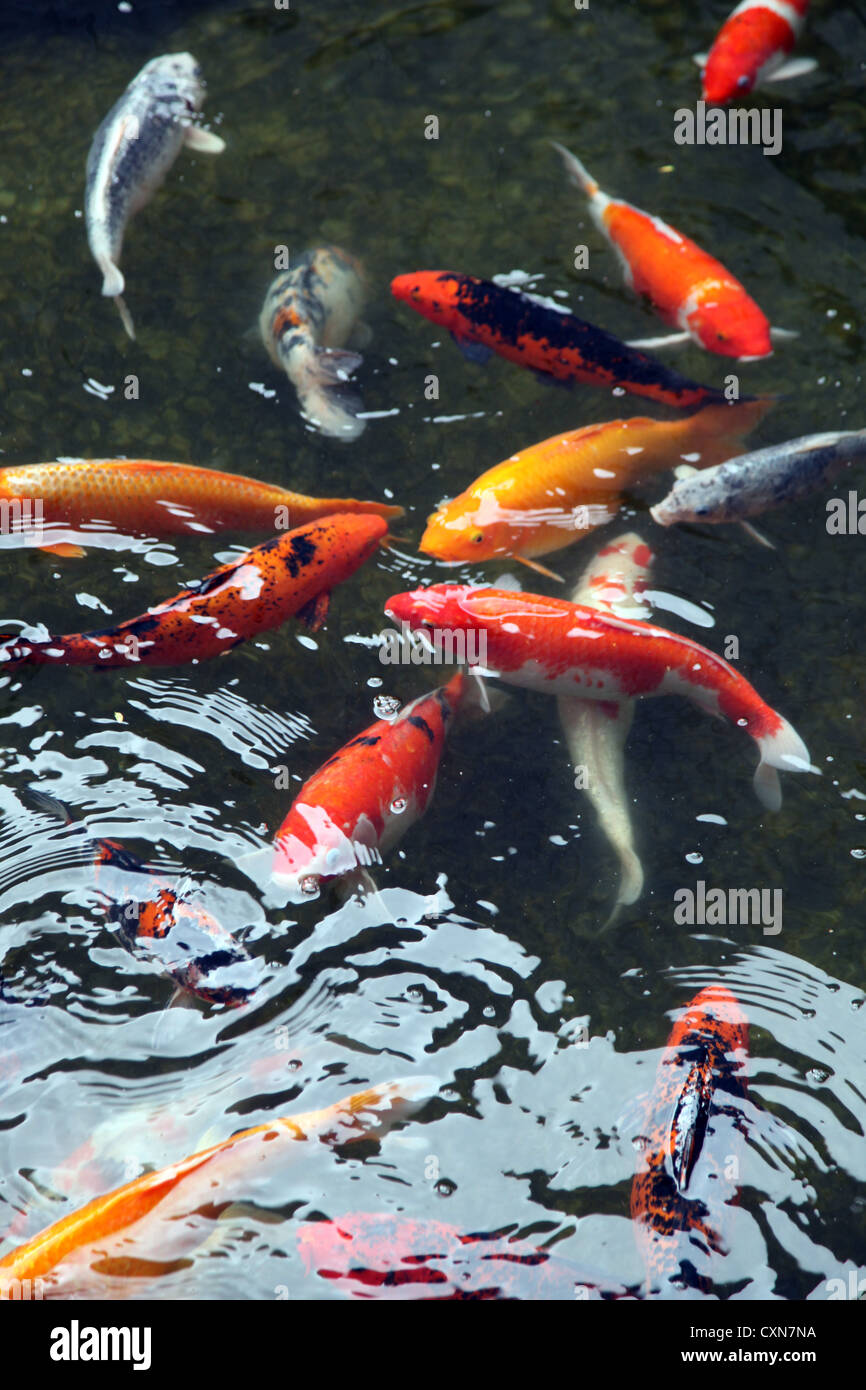 Es ist ein Foto von vielen roten Koi Fische in einem Teich in Thailand