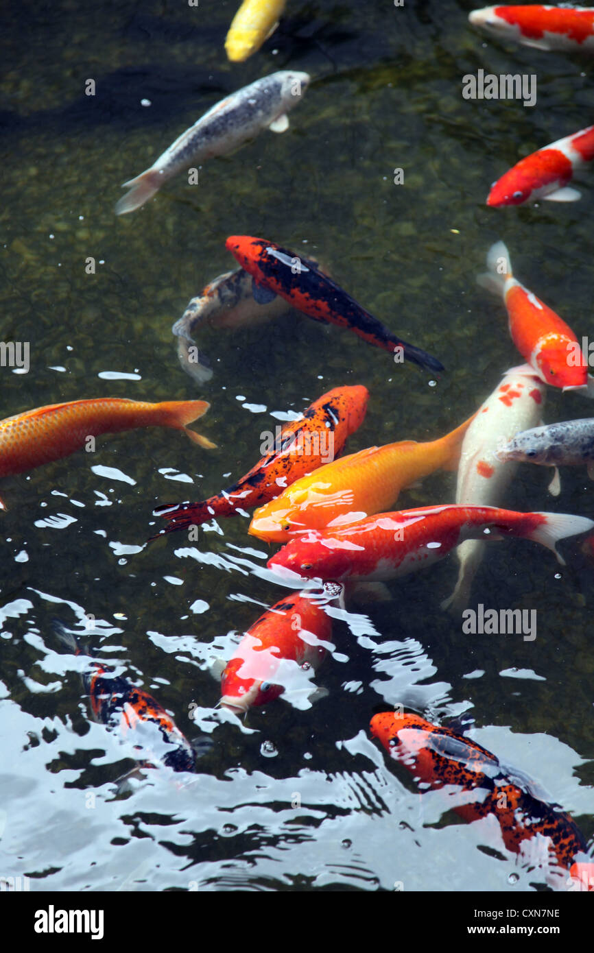 Es ist ein Foto von vielen roten Koi Fische in einem Teich in Thailand. Das sind asiatische Fische. Einige sind rot, weiß oder gelb. Wasser ist dunkel Stockfoto