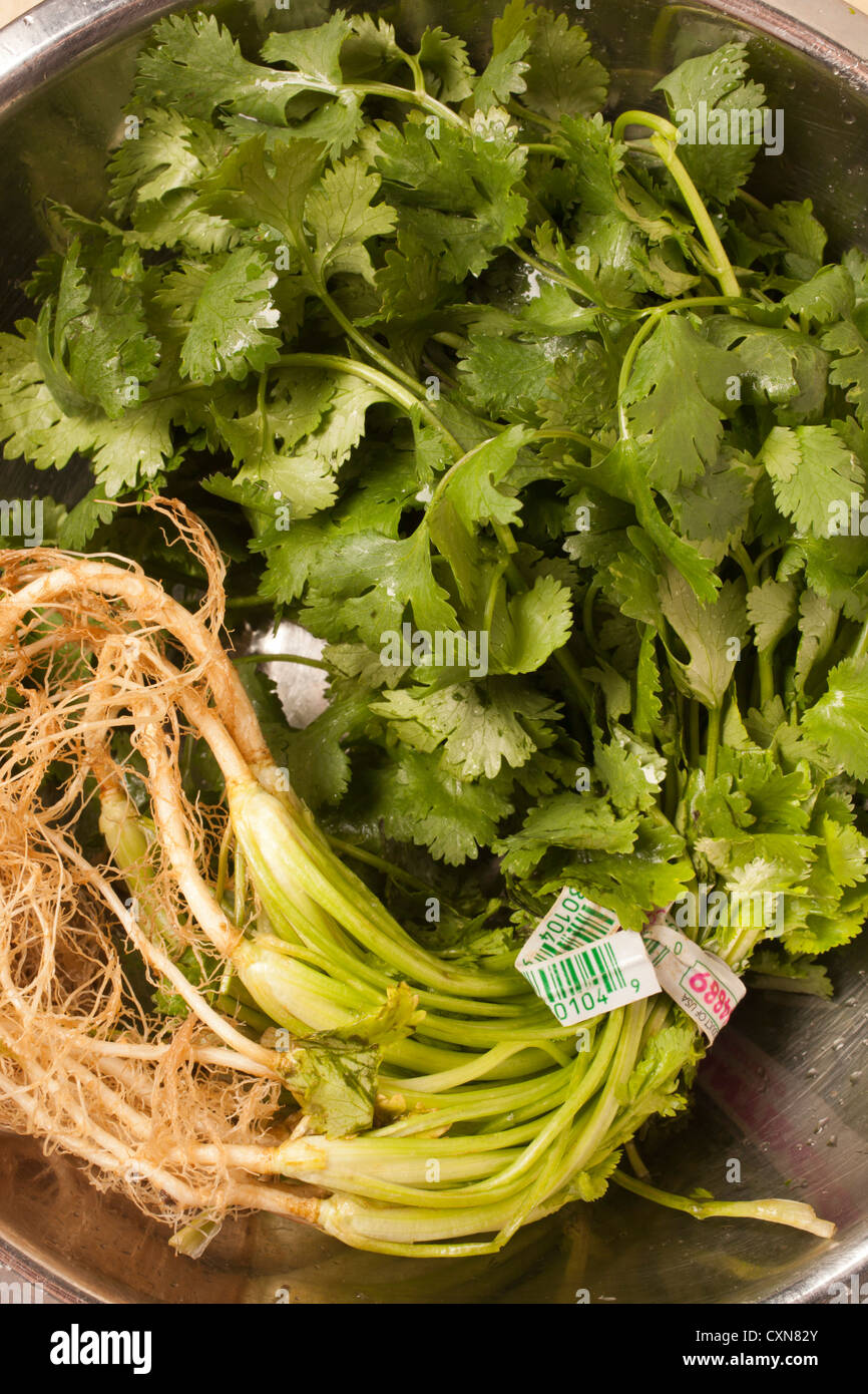 Frischer Koriander, manchmal auch Korianderblätter Stockfoto