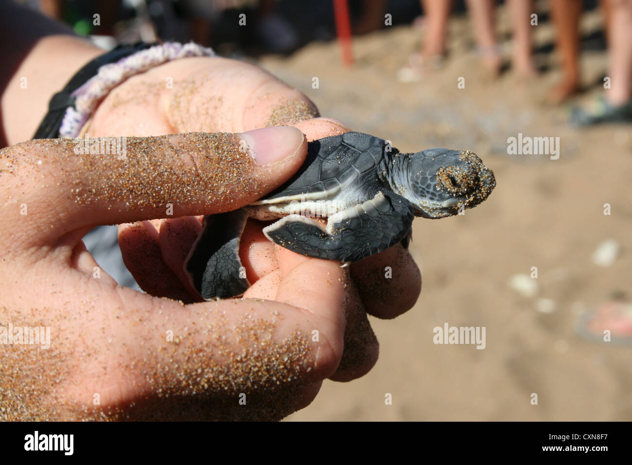 Eine grüne Schildkröte Hatchling" statt für die Anzeige in Erkrath, Nord Zypern. Stockfoto