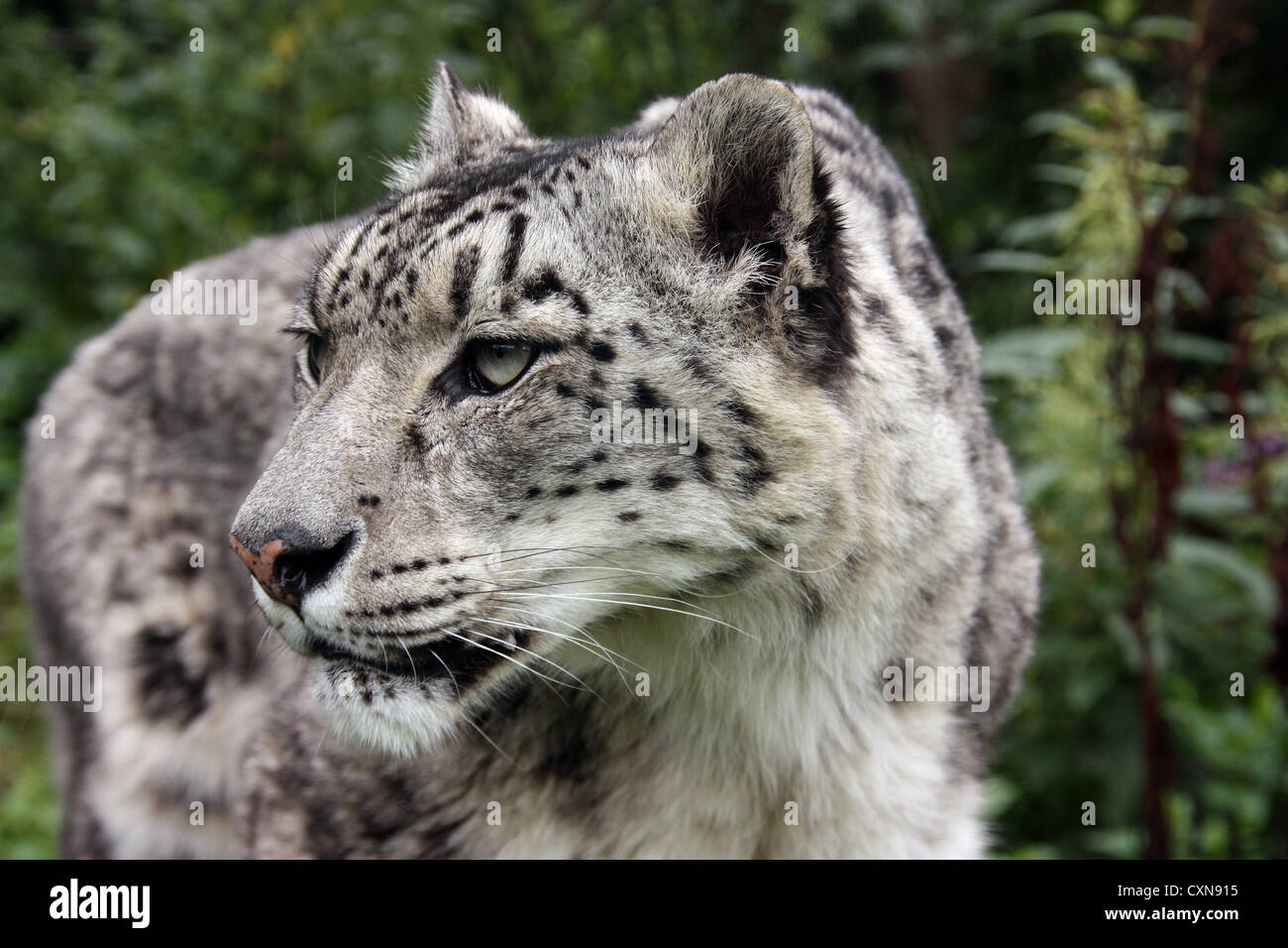 Snow leopard Stockfoto